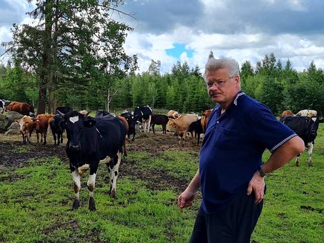 Markku Anttila kertoo, että kaksi kertaa nuoret vasikat ovat pelästyneet jotakin niin, että ovat sännänneet laitumelta omille teilleen. Ovatko eläimet pelästyneet mahdollisesti sutta, sitä Anttila ei tiedä.