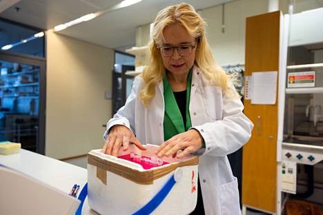 Professori Kirsi Pietiläinen tutkii rasvakudosnäytteitä, joita säilytetään jäädytettyinä laboratoriossa.