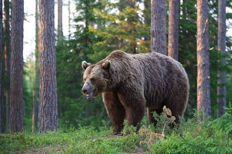 Järvenpään Ainolassa ehdittiin pelätä karhua tiistaina. Kuvituskuva.
