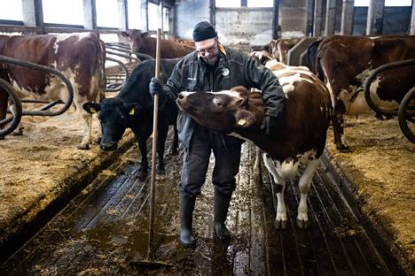 Jyrki Peltolan maitotilalla Mäntsälässä on noin 150 lehmää ja 60 eläimen nuorkarja. Kuvassa rapsutettavana ayrshire-lehmä Ruis. 