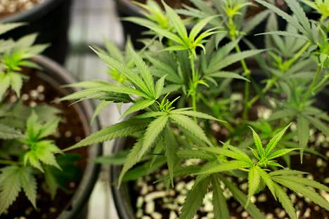 Luvallisesti kasvatettua marihuanaa Coloradossa tammikuussa 2014, jolloin kannabiksen käyttö ja myynti viihdekäyttöön laillistettiin.