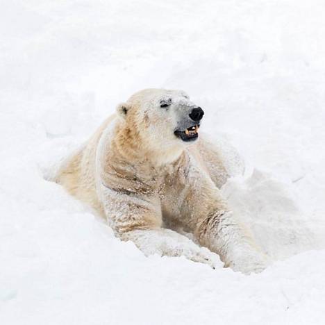 Ranuan eläinpuiston jääkarhu Nord on kuollut 16-vuotiaana.