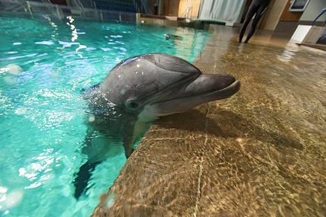 Delfiinit maksavat Särkänniemelle yli 5000 euroa päivässä – olisiko niiden  lopettaminen inhimillisin vaihtoehto? - Kotimaa 