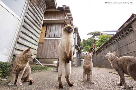 The cat photo taken in Japan is called Football free kick.
