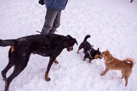 Eläinlääkäriasemilla hoidetaan joskus koiria, joita lajitoveri on syystä tai toisesta päässyt puremaan pahoin. Kuvassa koiria tutustumassa toisiinsa Helsingin Rajasaaren koirapuistossa vuonna 2016.