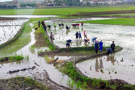 Maanviljelijät olivat töissä riisipellolla lähellä Pjonjangia kesällä 2018.