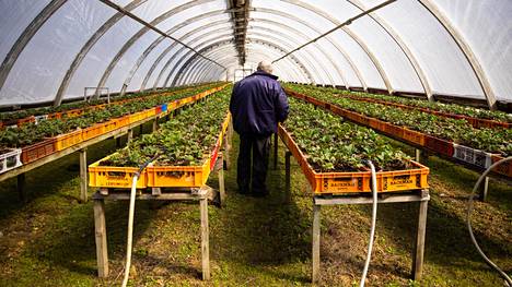 Maatalous | Ukrainalaisten kausi­työläisten tulo Suomeen jatkuu: Valko-Venäjän kautta saapui 84 uutta työntekijää