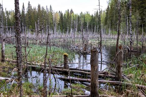 Evon ulkoilualueella Hämeessä on lukuisia majavien patoamia ojia ja jokia ja suuria pesiä.