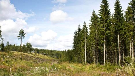 EU:ssa tehtiin lopullinen metsälinjaus Lulucf-kiistassa, mutta mitä se tarkoittaa? Juha Sipilän mukaan Suomi voi nyt lisätä metsähakkuita suunnitellusti, EU-komissio on samoilla linjoilla