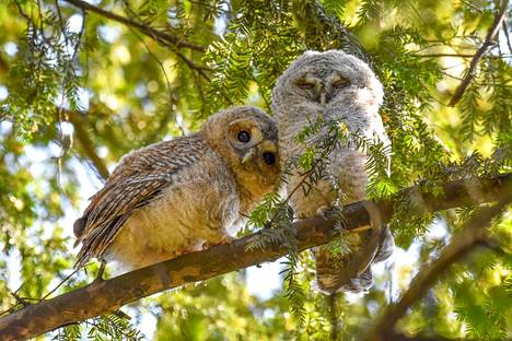 A pair of owls frolicked in a Munich park in Germany after their chicks had flown out of their nest.