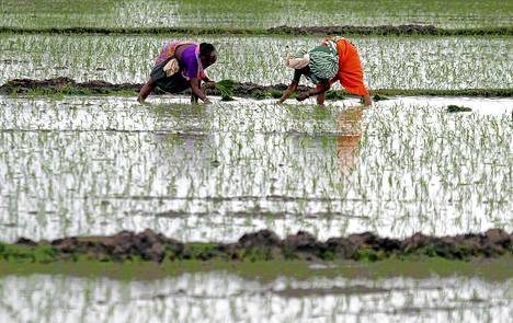Riisin istutusta Gujaratissa Intiassa.