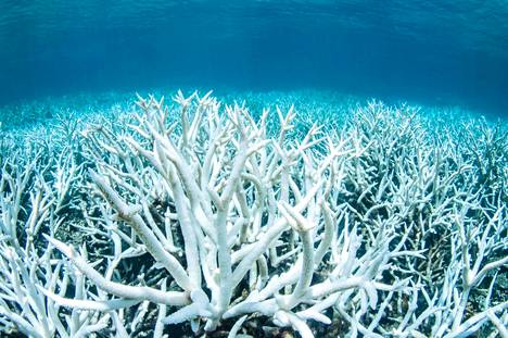 Haalistuneita koralleja kuvattiin Australian Isolla valliriutalla helmikuussa 2017 lähellä Port Douglasia.