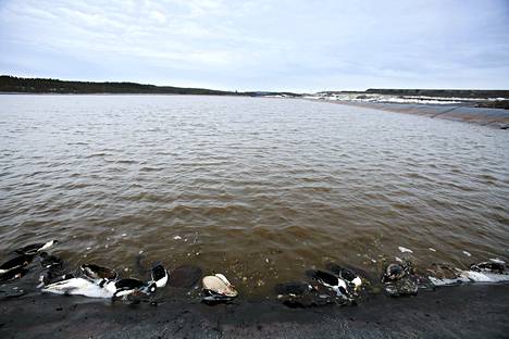 Kuolleita lintuja Talivavaaran sekundääriliuotusaltaan pohjoispuolella.