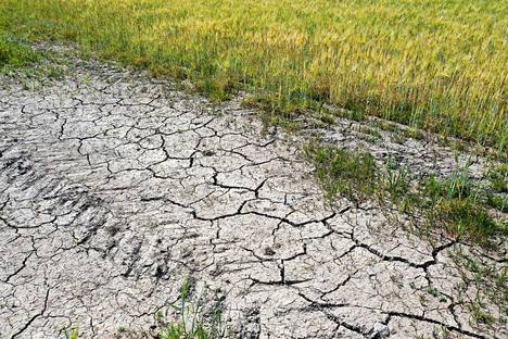 Ohrasato Kiuruvedellä jäi kesällä 2021 paljon normaalia pienemmäksi kuivuuden vuoksi.