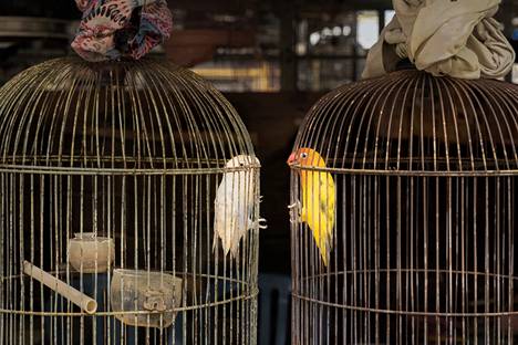 An inseparable pair of birds ended up in different cages at a stall in Bali, Indonesia.