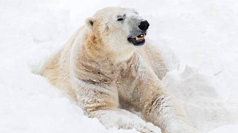 Eläimet | Ranuan eläinpuiston jääkarhu-uros Nord kuoli äkilliseen sairauteen