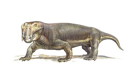 Lystrosaurus, roughly the size of a pig, lived in the Permian period. Despite its appearance, it was not a dinosaur, but rather related to today's mammals.