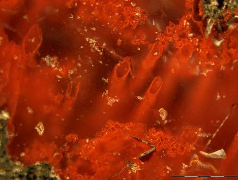 Kanadasta löytyneet mikrofossiilit ovat tutkijoiden mukaan vanhin todiste elämästä maapallolla.