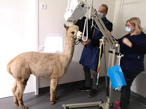 Seitsemänvuotias alpakkaherra Hugo käyttäytyi nätisti jännittävässä röntgenlaitteessa. Alpakan kasvattaja Petri Porkka ja röntgenhoitaja Eerika Ruotsalainen opastavat alpakkaa.