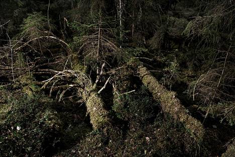 Suomessa on metsäbuumi, jolla ei ole mitään tekemistä sellutehtaiden  kanssa: kansallisomaisuus on siirtymässä metsäjoogaajien sukupolvelle -  Kulttuuri 