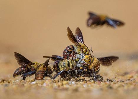 This extraordinary bee mating battle was filmed off the coast of Western Australia in Carnarvon. In the shot, brown male bees are fighting over a white female bee.