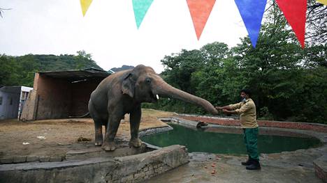 Eläimet | ”Maailman yksinäisin norsu” pääsee vapauteen 35 vuoden vankeuden jälkeen Pakistanissa poptähti Cherin avulla