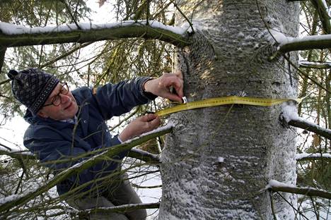 Pekka Kauppi mittaa istuttamansa puun ympärysmittaa: 170 senttiä.