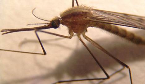 Keski-Italian Toscanan alueella kärsitään hyönteisongelmasta. Kuvassa Anopheles daciae -lajiin kuuluvia hyttysiä, joita on havaittu useilta Suomen alueilta.