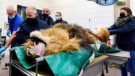 Eläimet | Hollantilainen eläin­tarha steriloi leijonan, koska se siitti paljon jälkeläisiä