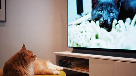 Jopa miljoonat kissat ympäri maailmaa katsovat tietynlaisia videoita Youtubessa – Eläinlääkäri kertoo, miten videon katselu vaikuttaa kissaan