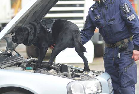 Poliisikoirien huume-etsinnän viime vuoden SM-kilpailuun osallistunut labradori Sisu tarkistaa ajoneuvoa. Ajoneuvoetsintä on yksi kilpailun seitsemästä osa-alueesta.
