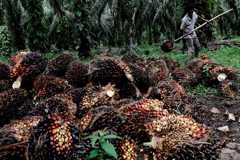 Kaakkois-Aasiassa yksitotiset palmuöljyviljelmät ovat yksi suurista sademetsien tuhon syistä. Työntekijä keräsi satoa palmuöljyviljelmällä Indonesiassa huhtikuun lopulla. 