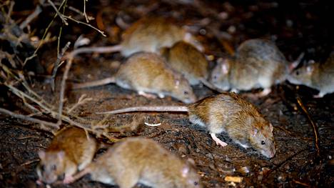 Suomalainen häpeää kotipihansa rottia: siksi ne saavat levittää tauteja ja tehdä tuhoja myös naapurissa