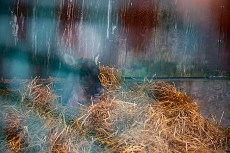 Korkeasaaren eläintarha julkaisi lauantaina iltapäivällä kuvan nukutuksesta heräilevästä porosta tai metsäpeurasta.