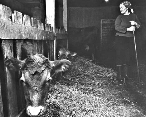 Kuudella–seitsemällä lehmällä tulee toimeen, mutta kun peltoa on vähän, joutuu siitä repimään kaiken irti, sanoo emäntä Heili Kostamo.