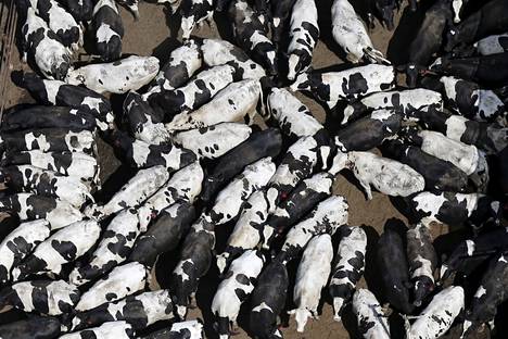 Lehmiä Harris Cattle Ranchin mailla Coalingassa Kaliforniassa. Ihmisillä on globaalisti niin paljon tuotantoeläimiä, että niiden massa ylittää moninkertaisesti maailman villien nisäkkäiden massan.