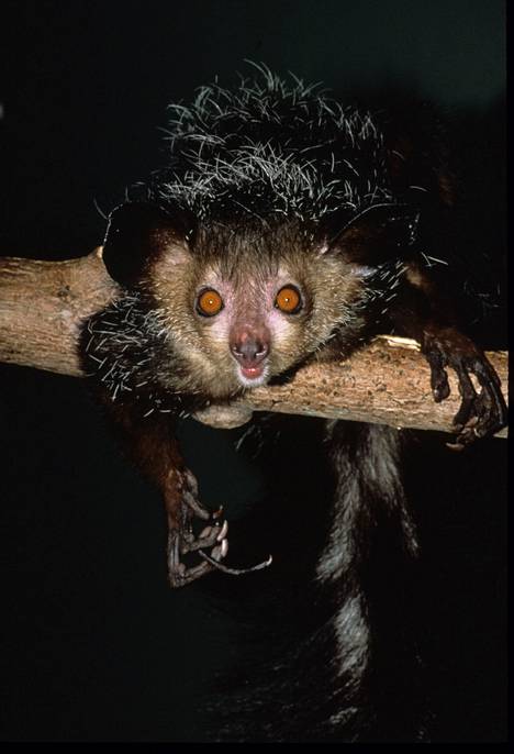 Sormieläin on on Madagaskarilla huonossa maineessa, ehkä aavemaisen olemuksensa takia.