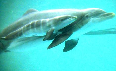 Tampereen Särkänniemen Delfinaarion delfiinilauman 36-vuotias johtaja Veera on synnyttI poikasen keskiviikkona.