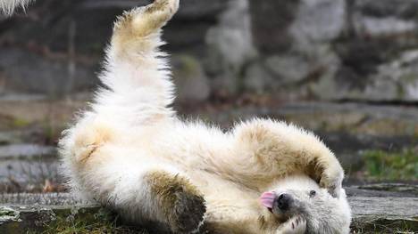 Berliinin eläintarhan uusi tähti, nelikuinen jääkarhunpentu, näyttäytyi pesästään ensi kertaa