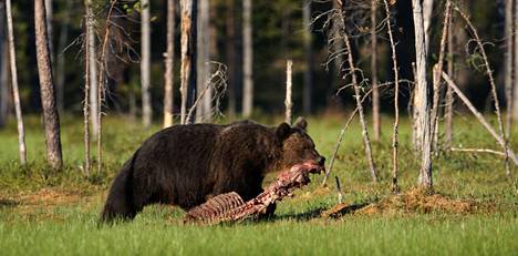 Suomen karhukanta kasvoi – tänä keväänä syntyy 350 pentua - Tiede 