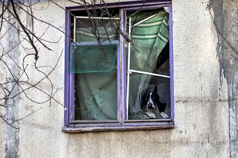 Собака выглядывает из разбитого окна. Бахмут. Декабрь 2022 года. Фото: Евгений Титов / AFP