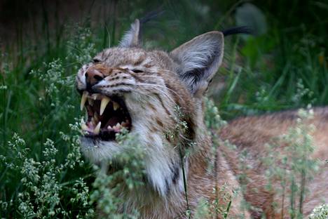 Ilves saattaa kuolla sukupuuttoon Ranskassa, kertoo tuore tutkimus - Tiede  