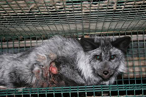 Oikeutta eläimille -järjestö hakee huomiota julkaisemalla ottamiaan kuvia eläinten huonosta kohtelusta. Kuva turkistarhalta vuodelta 2010.