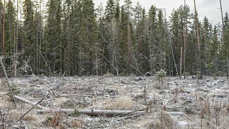 Ympäristöjärjestöt haluavat metsien avohakkuut historiaan