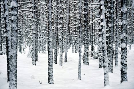 Metsät eivät ole viime vuosina kasvaneet Suomessa entiseen malliin.