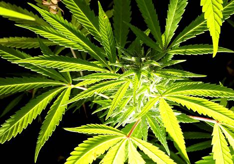 Kannabista kasvatettiin lääkekäyttöön Italian valtion omistamalla viljelmällä lähellä Venetsiaa.