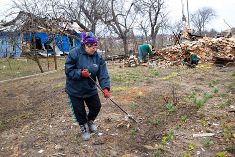Maria Kšyžovska haravoi pihaltaan kevätkukkia esiin, vaikka hänen kotitalonsa on tuhoutunut tiilikasaksi. 