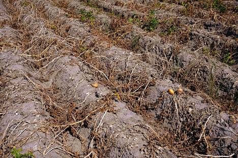 Kesän kuivuus vahingoitti perunasatoa Belgiassa.