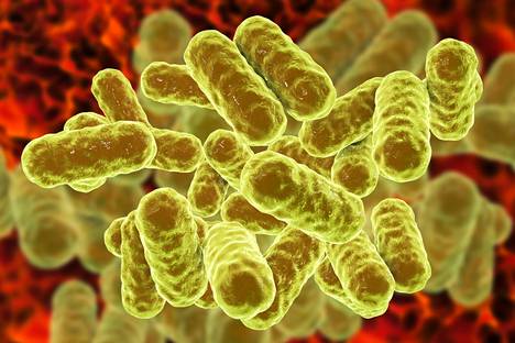 Tietokoneella tehty kuva enterobakteereista. Enterobakteerit liitetään usein antibioottiresistenssiin. 