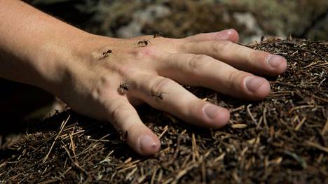 Pihan vallanneet muurahaiset voivat olla iso riesa, mutta varsinaista haittaa niistä ei ole. Tukes kehottaa harkintaan kemiallisten torjunta-aineiden käytössä.